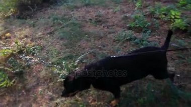 ormanda tasmalı köpek çalıştırır