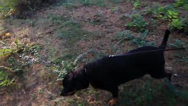 De hond loopt aangelijnd in het bos — Stockvideo