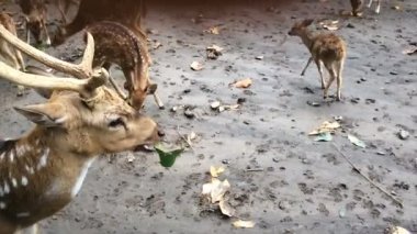 Mera üzerinde Ren geyiği grup
