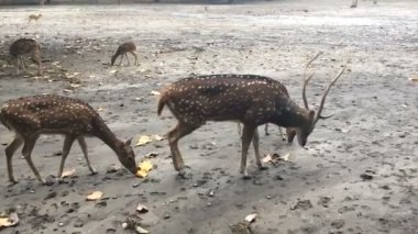 Mera üzerinde Ren geyiği grup