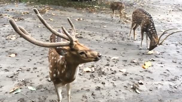 Reindeer group on pastures — Stock Video