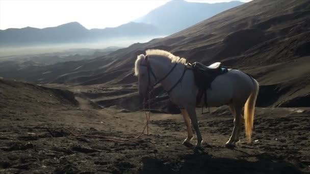 山の上の馬 — ストック動画
