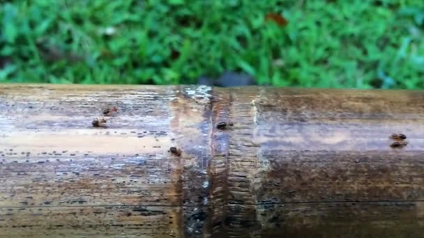 Gezinme termit sorunsuz döngü. ekip çalışması kavramı — Stok video