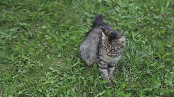 緑の芝生の上に座っている灰色の縞模様の猫 — ストック動画