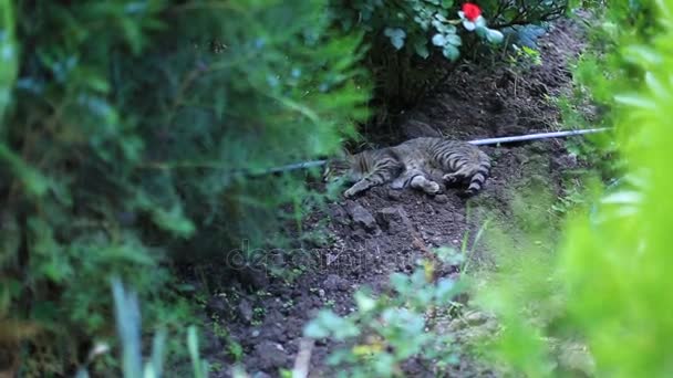 Suzie bomb katten på jakt — Stockvideo