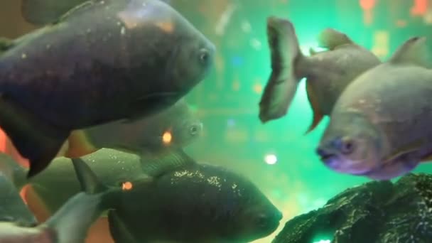 Fish in the aquarium — Stock Video