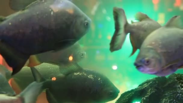 poissons dans l'aquarium