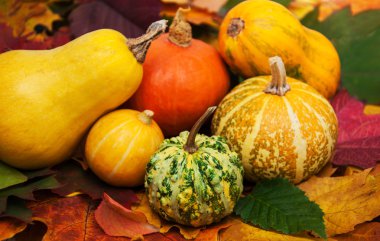 kabaklar ve yaprakları