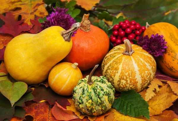 Pumpkins and leaves — Stock Photo, Image
