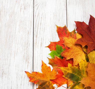 Renkli sonbahar yaprakları 