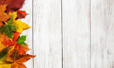 Renkli sonbahar yaprakları 