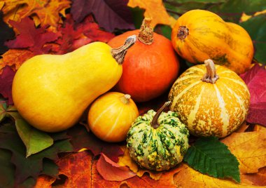 kabaklar ve yaprakları