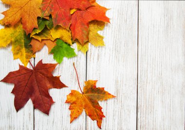 Renkli sonbahar yaprakları 