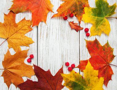 Renkli sonbahar yaprakları