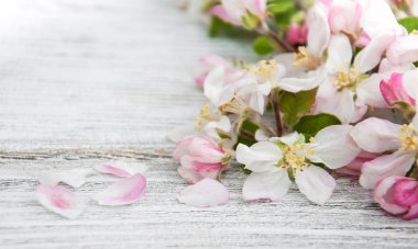 Bahar elma çiçeği