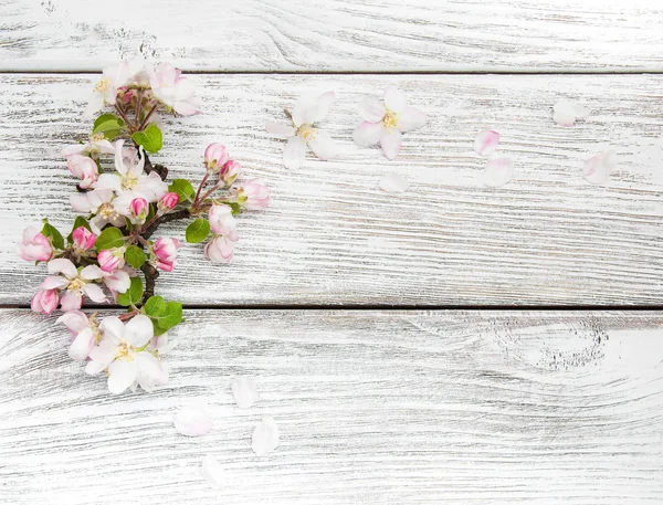 봄 사과 꽃 — 스톡 사진