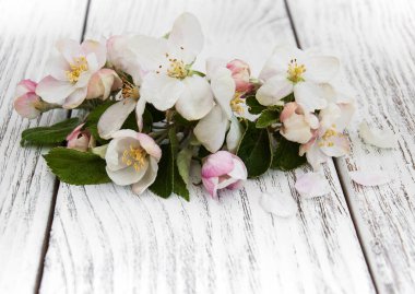 Bahar elma çiçeği