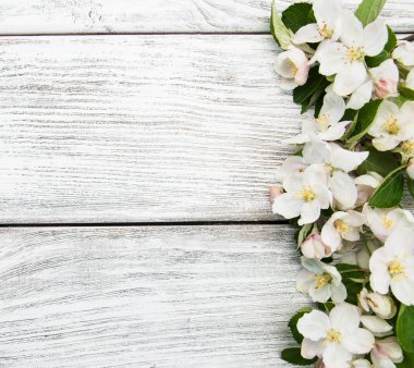 Bahar elma çiçeği