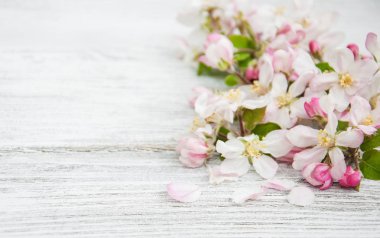 Bahar elma çiçeği