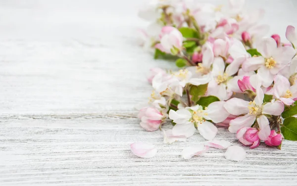 Bahar elma çiçeği