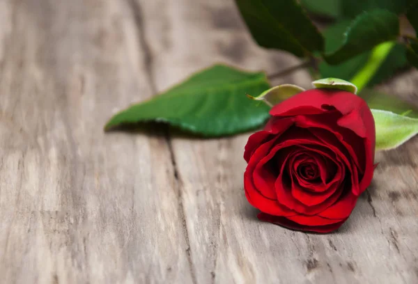 Rosa roja sobre una mesa —  Fotos de Stock