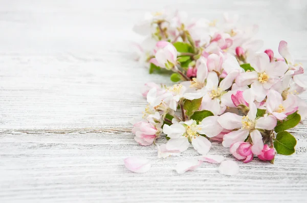 Flor de manzana de primavera — Foto de Stock