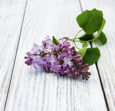 Bir masaya Lila çiçek