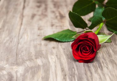 Bir masada kırmızı gül