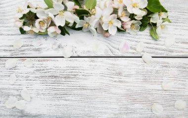 Bahar elma çiçeği