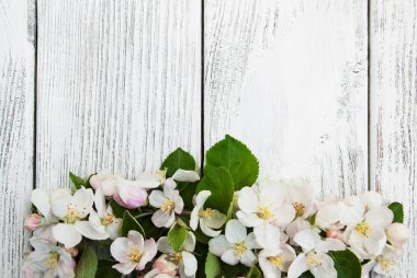 Bahar elma çiçeği