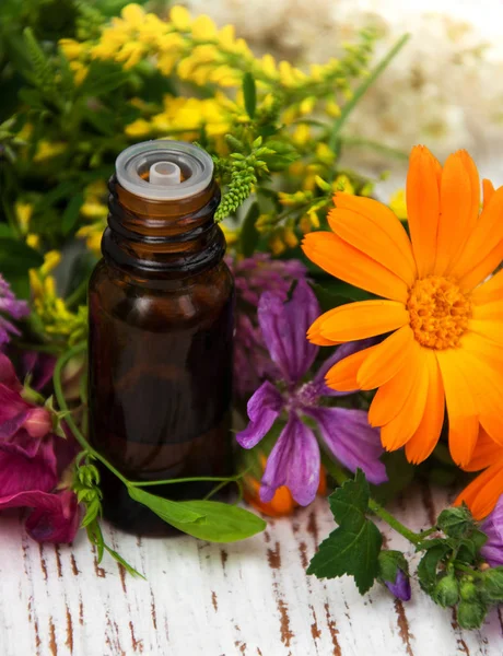 Wild flower and oil — Stock Photo, Image