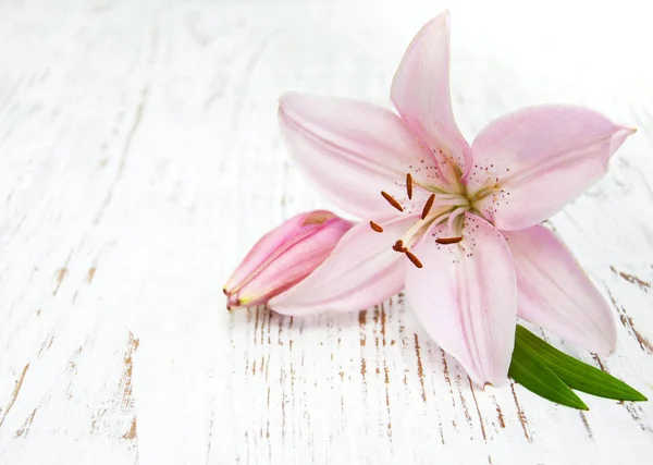 Lírio rosa em uma mesa — Fotografia de Stock