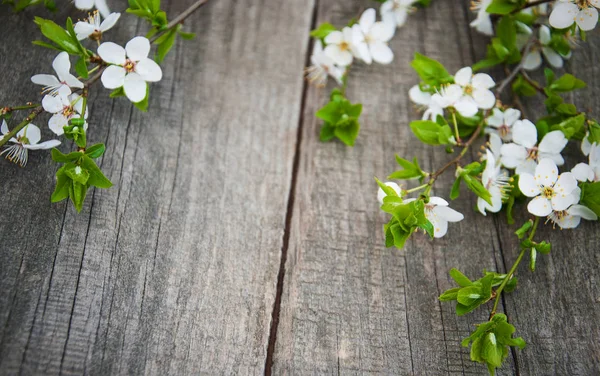 Flor de cerezas de primavera — Foto de Stock