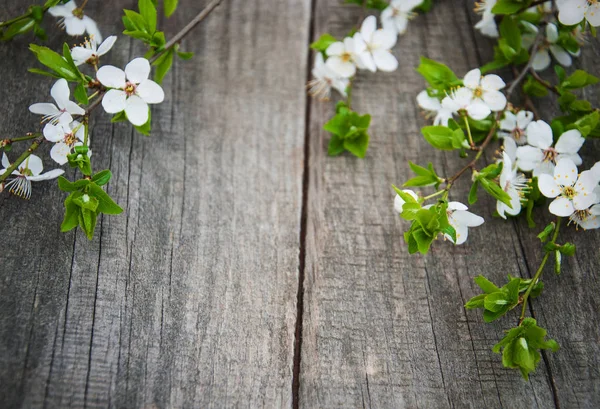 Весенний цветок вишни — стоковое фото