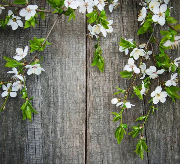 Flor de cerezas de primavera — Foto de Stock