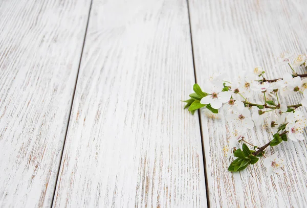 Spring cherry  blossom — Stock Photo, Image