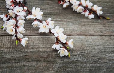 Bahar kayısı çiçeği