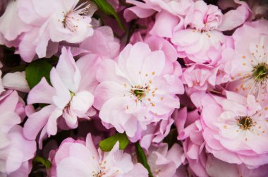 Bahar sakura çiçeği