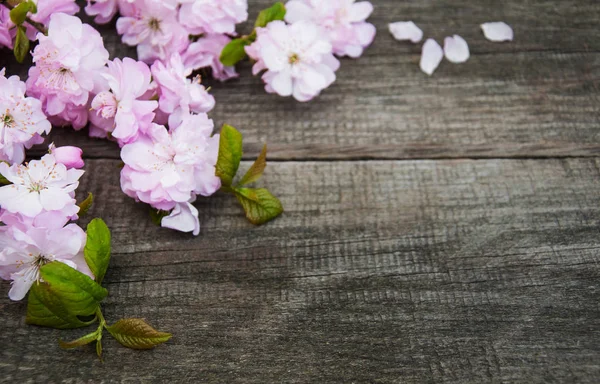 Våren sakura blossom — Stockfoto