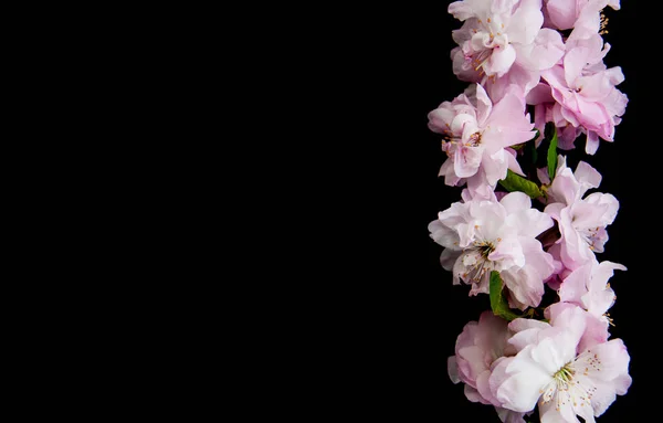 Spring sakura blossom — Stock Photo, Image