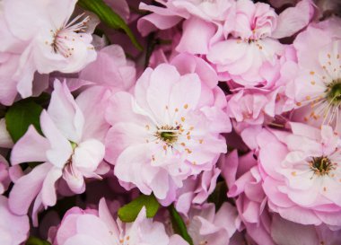 Bahar sakura çiçeği