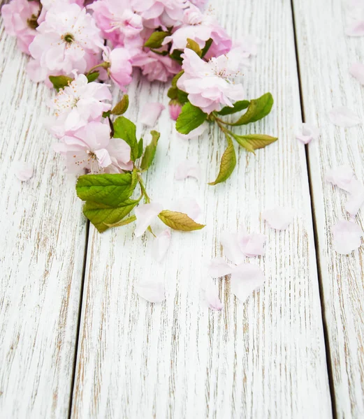 Primavera flor de sakura — Foto de Stock