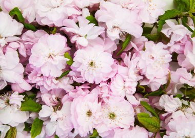 Bahar sakura çiçeği