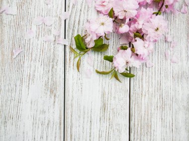 Bahar sakura çiçeği