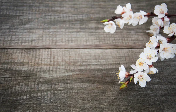 Flor de albaricoque de primavera — Foto de Stock