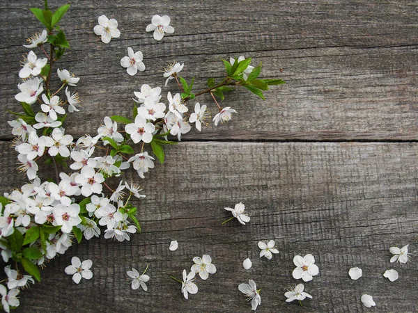 Flor de cerezas de primavera — Foto de Stock