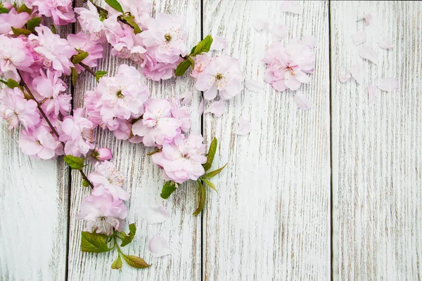 Primavera flor de sakura — Foto de Stock