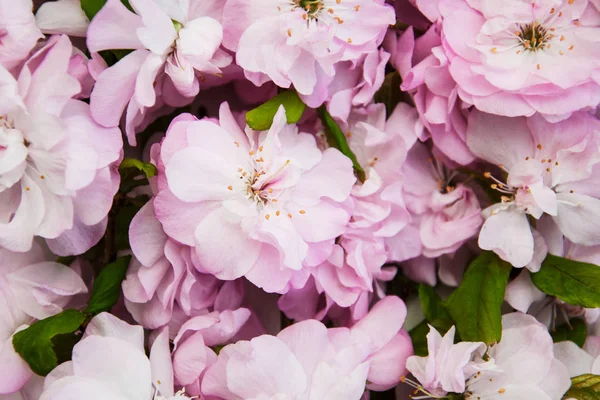 Primavera flor de sakura — Foto de Stock