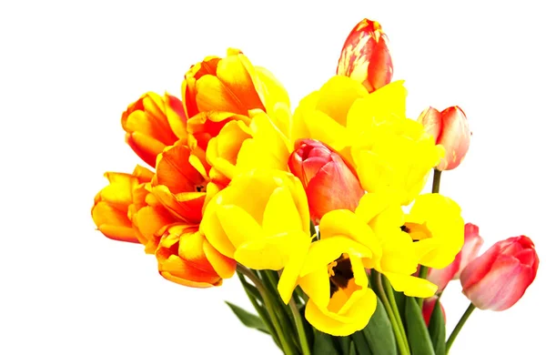 Spring tulips flowers — Stock Photo, Image