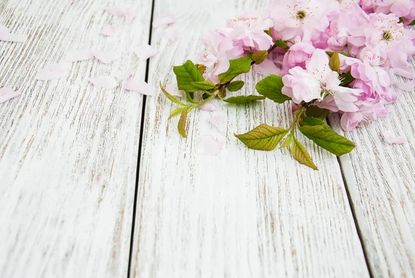 Весенний цветок сакуры — стоковое фото